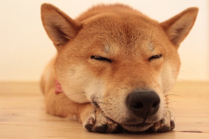 伏せの状態で眠る柴犬