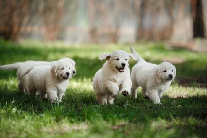 芝生の上を駆ける子犬たち