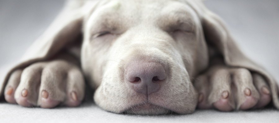 寝る犬の顔のアップ