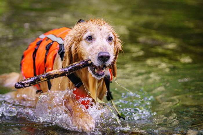 川で枝をくわえて運ぶ犬