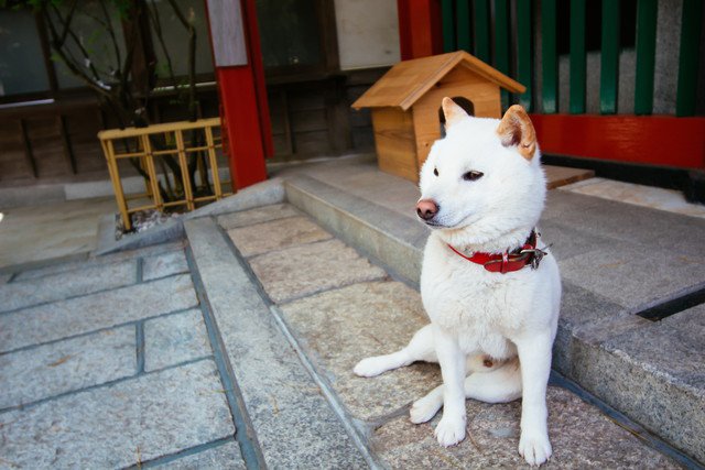 白毛の柴犬