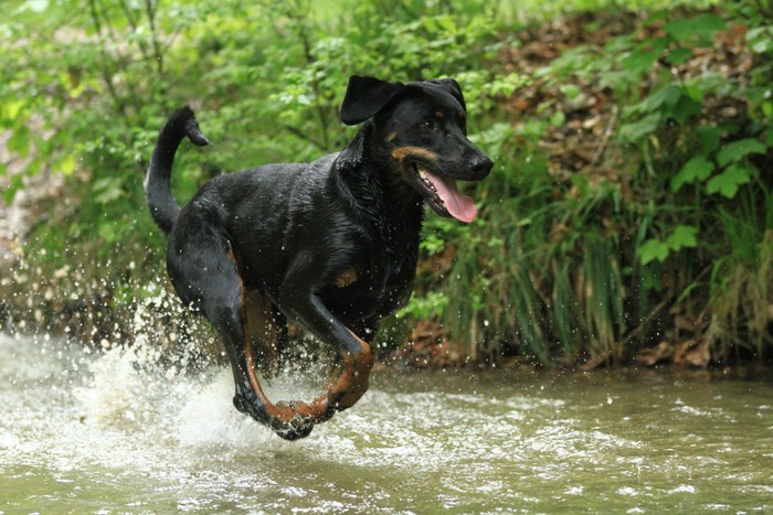 水の上を走る犬