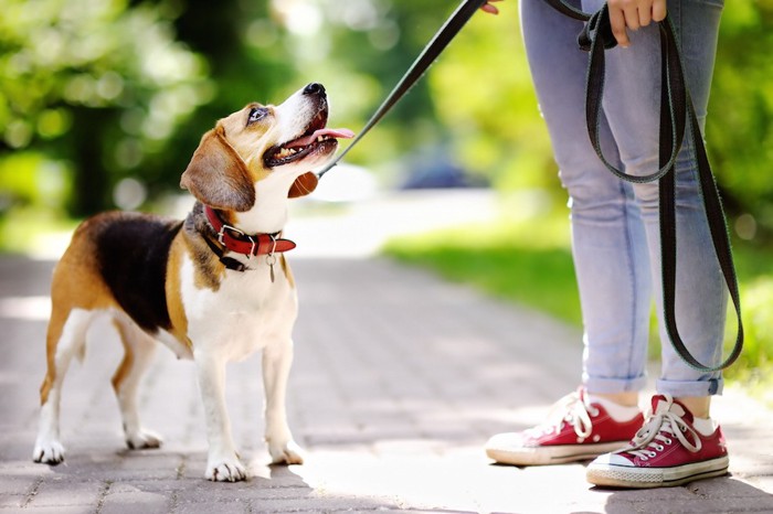 散歩中に見つめ合う人と犬