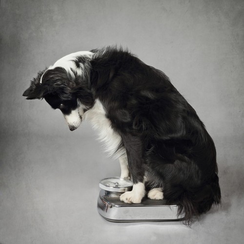 体重を測る犬