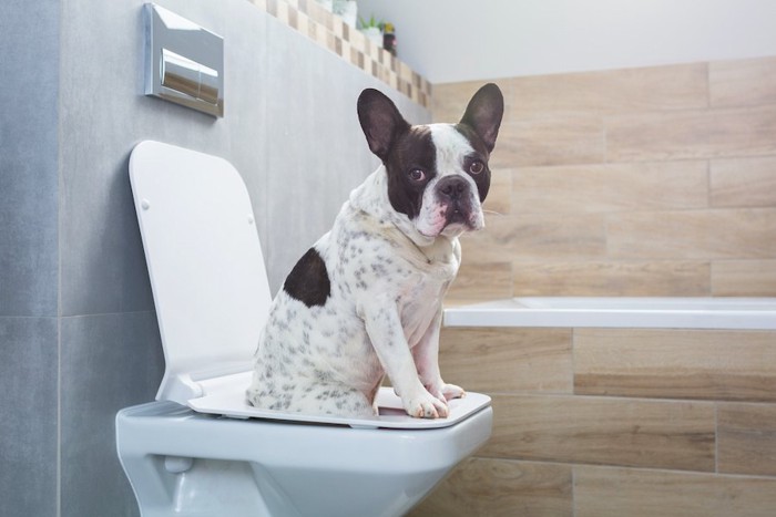 人用のトイレの便器に座っている犬