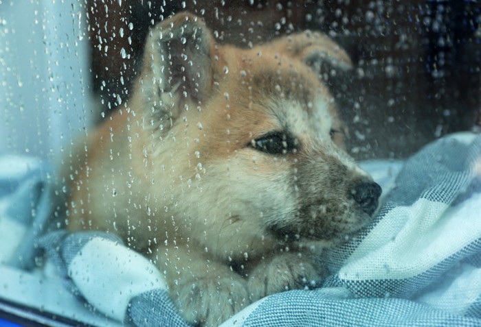 濡れた窓と子犬