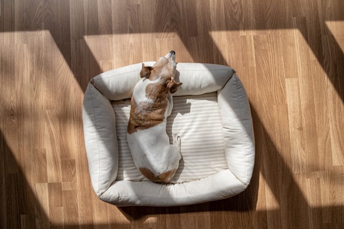 日の当たる床にベッドを置いて日向ぼっこする犬