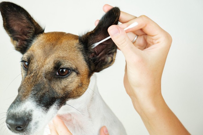 綿棒で耳掃除されている犬