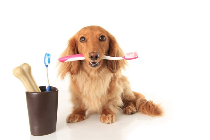歯ブラシを咥える犬