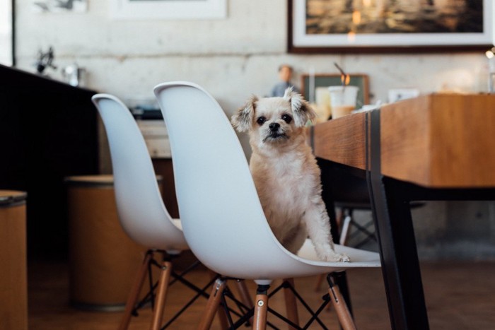 カフェ内の白い椅子に座る垂れ耳の犬