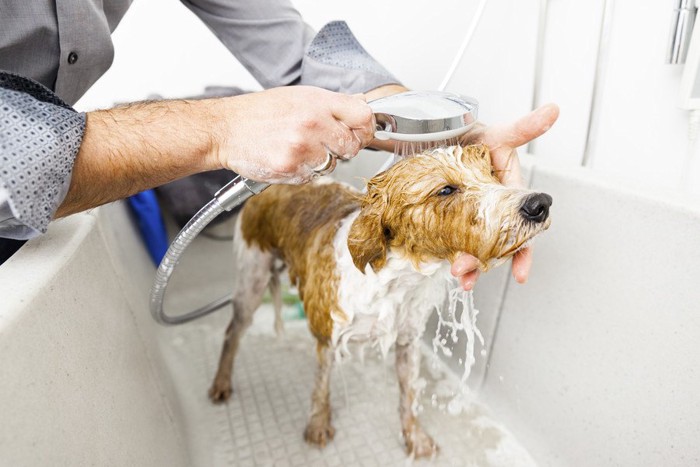 シャワーされる犬