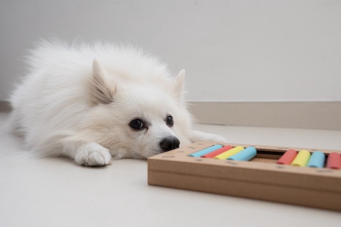 知育玩具と犬