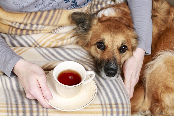 お茶を飲んでいる人と犬