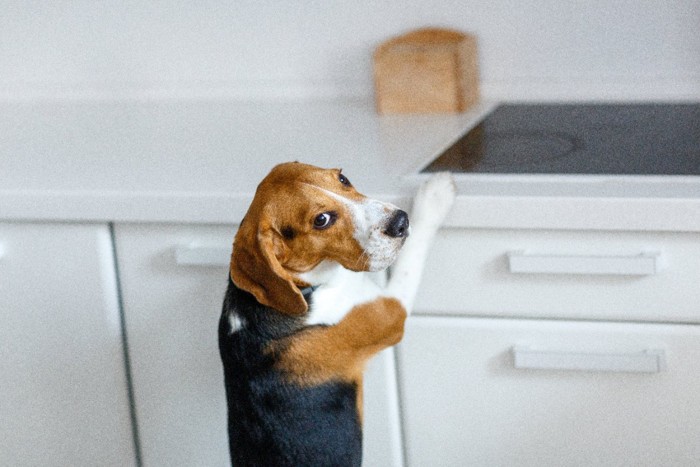 キッチンを悪戯する犬