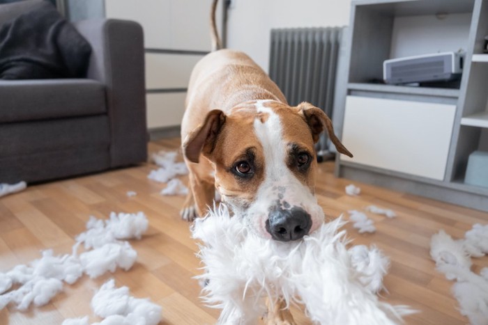 綿が散乱する部屋で遊ぶ犬