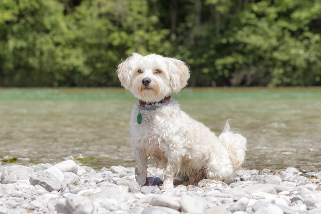 川辺で座っている犬