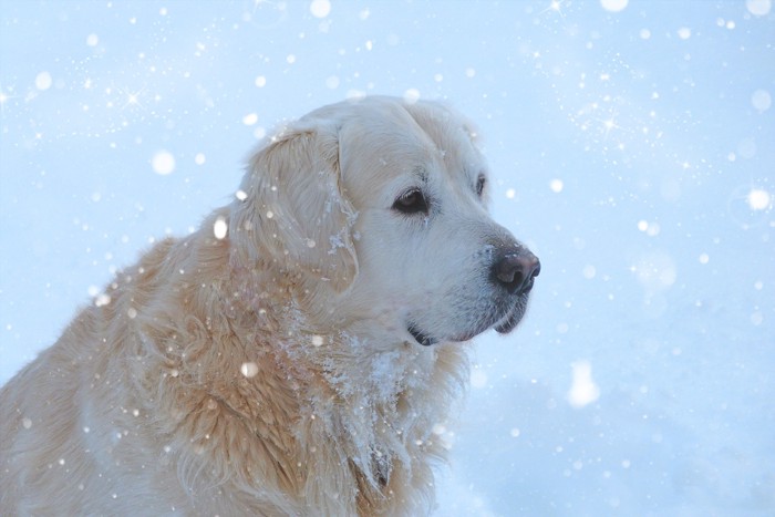雪の犬