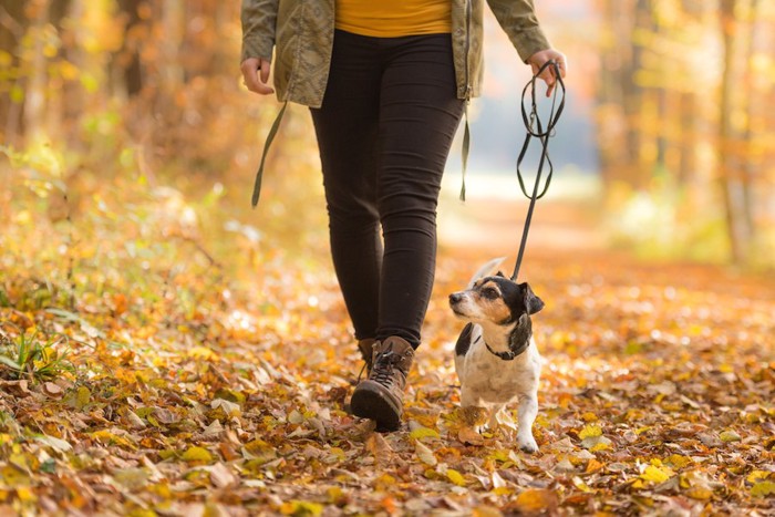落ち葉の中を散歩する飼い主と犬