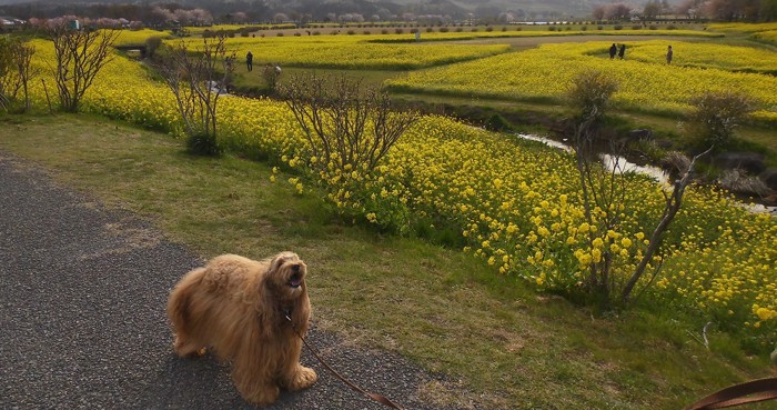 黄色いお花畑に犬