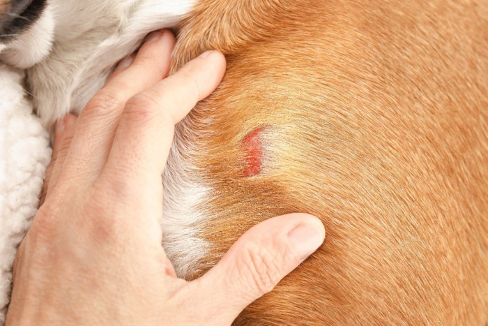 皮膚感染症の犬の患部