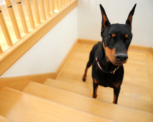 階段に佇む犬