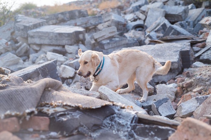 瓦礫の中を歩く犬