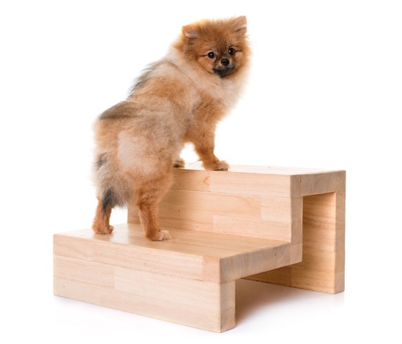 階段を上る犬