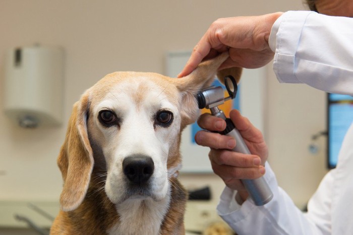 耳の検査を受ける犬