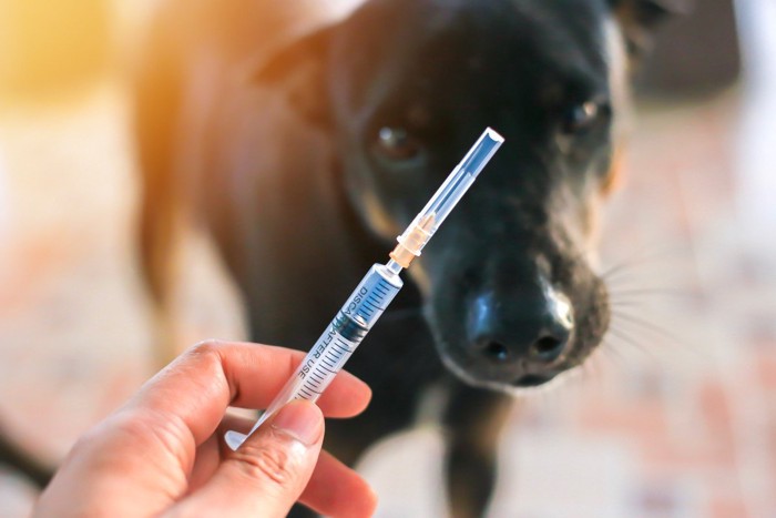 ワクチン注射器を悲しそうに見つめる犬