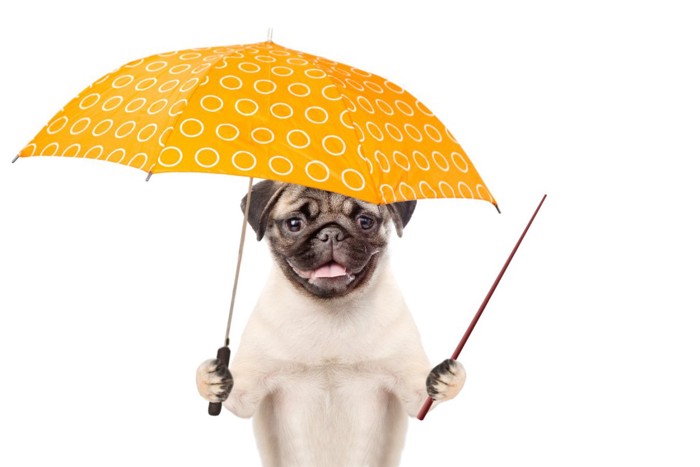 黄色い傘をさした犬