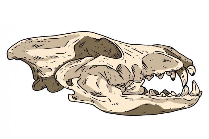 イヌ科動物の頭骨の化石のイラスト