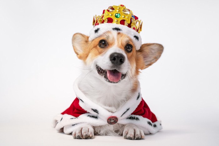 王様の服装をした犬