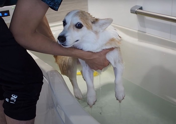 水切りされる犬