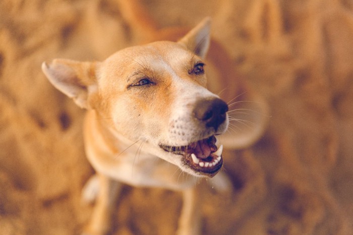 インドのビーチにいる犬