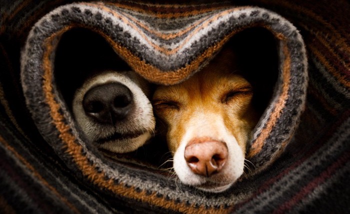 毛布に包まる2頭の犬