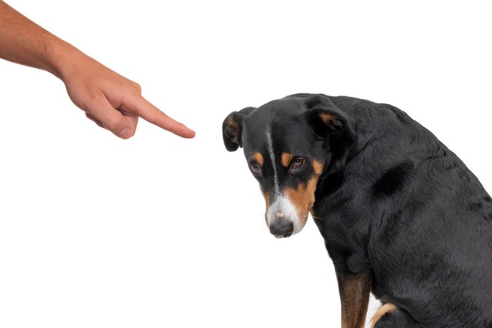 指をさされて叱られている犬