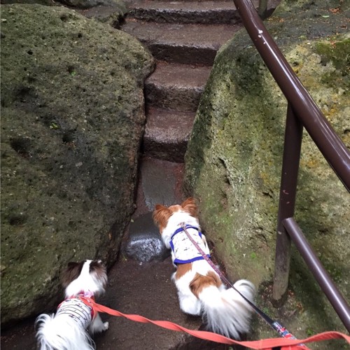 犬と階段