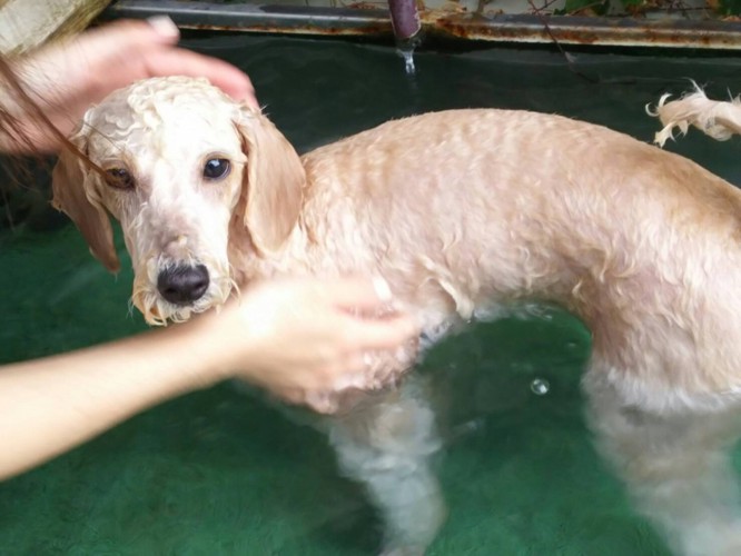 犬が温泉に浸かっている写真