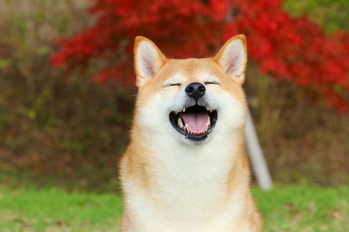 にっこり笑う柴犬
