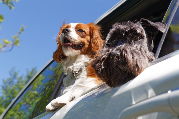 車の窓から顔を出す二頭の犬