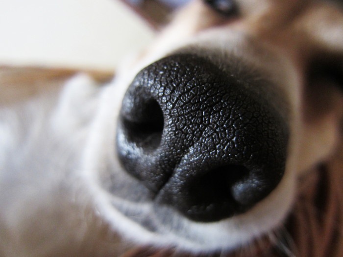 犬の鼻のアップ写真