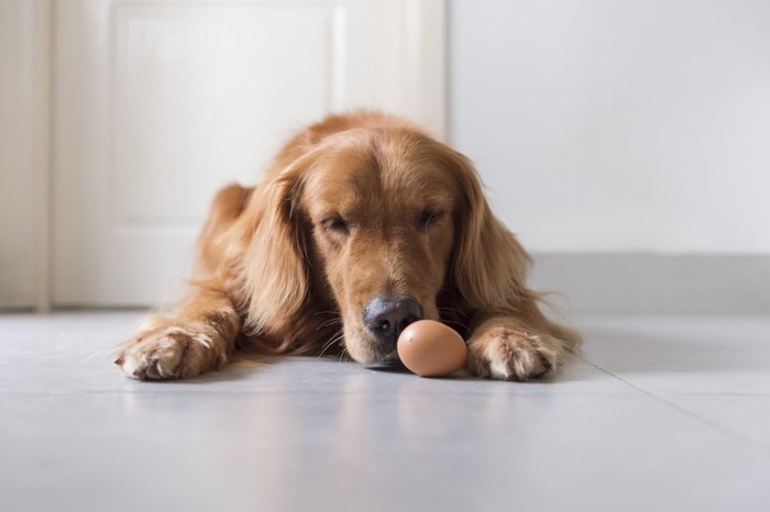 卵を見つめる犬