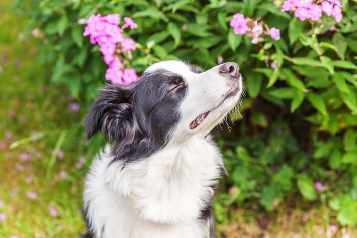 花の臭いをかぐ犬