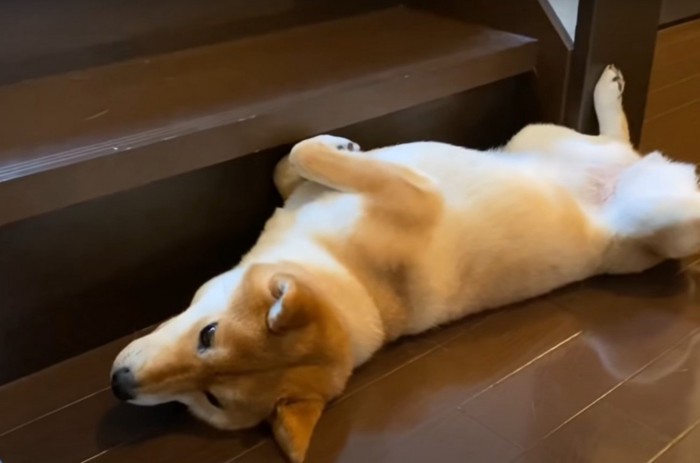 階段の下に左向きで寝転がる犬