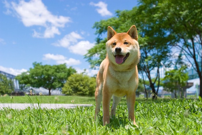 芝生の上に笑顔で立つ柴犬