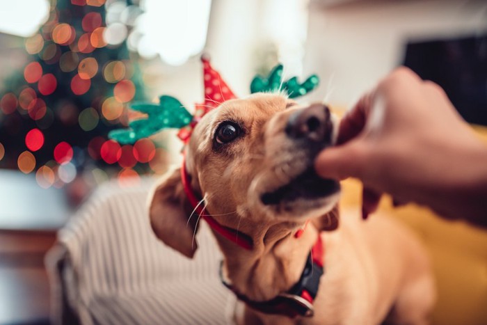 クリスマスパーティーで飼い主からおやつをもらっている犬