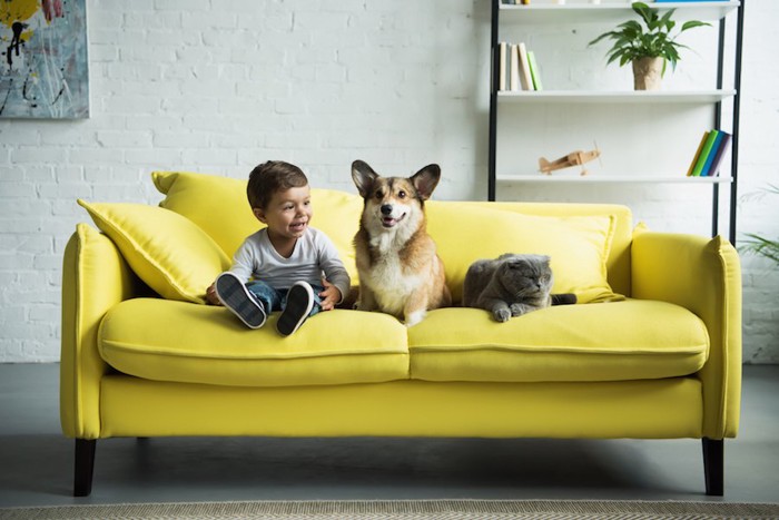 ソファーの上の男の子と犬と猫
