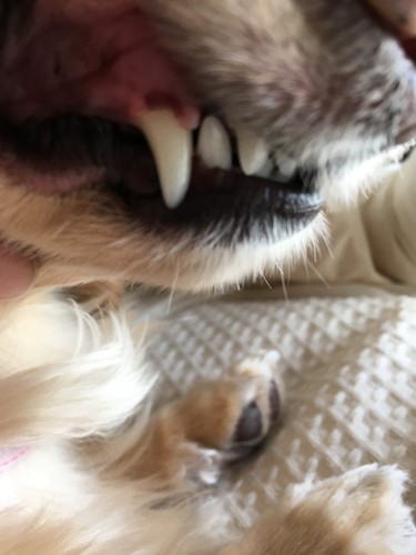 愛犬の歯