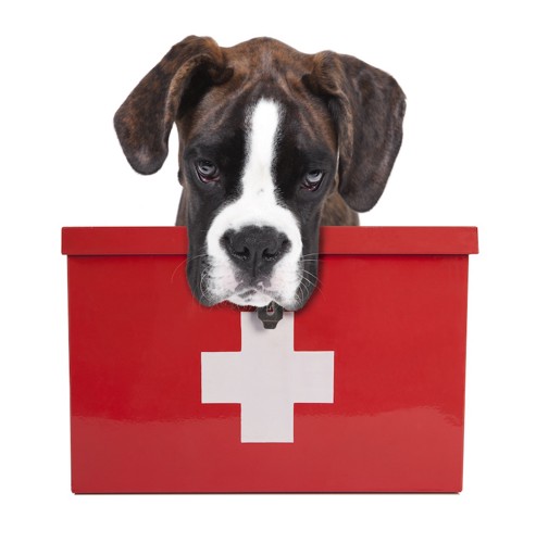 救急箱とボクサー犬