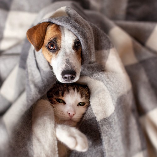 毛布をかぶる犬と猫